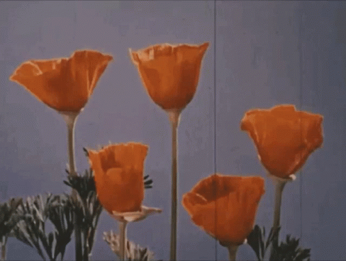 blooming organce roses on a purple background