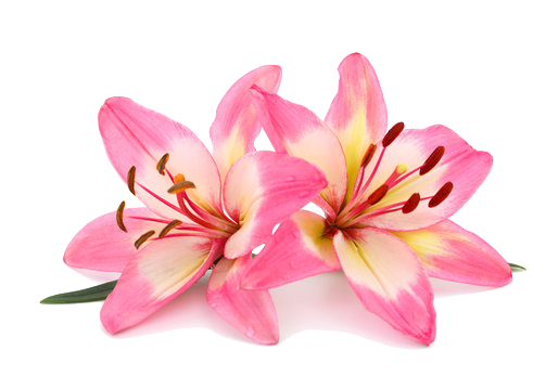 two pink lilies
