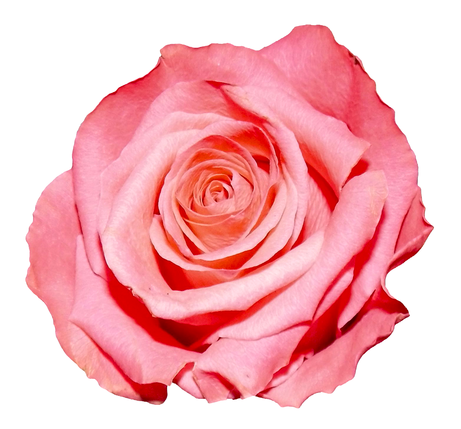 a pink rose with not stem