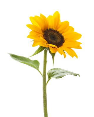 singular sunflower with two leaves, facing right